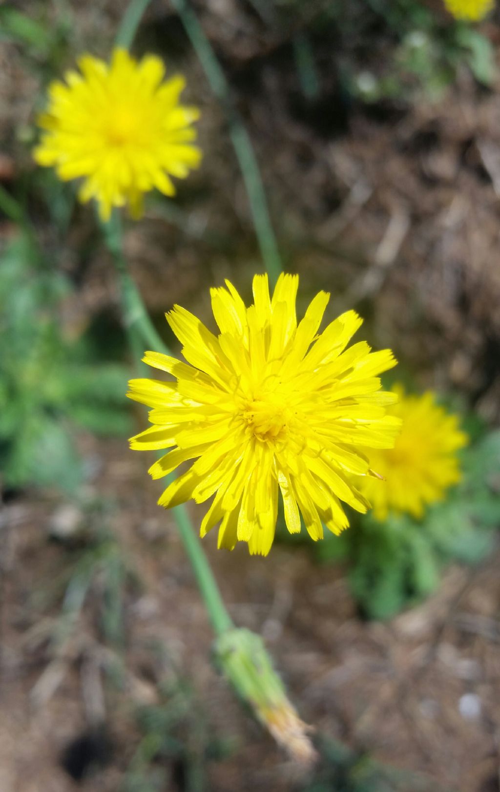 Hypochaeris radicata